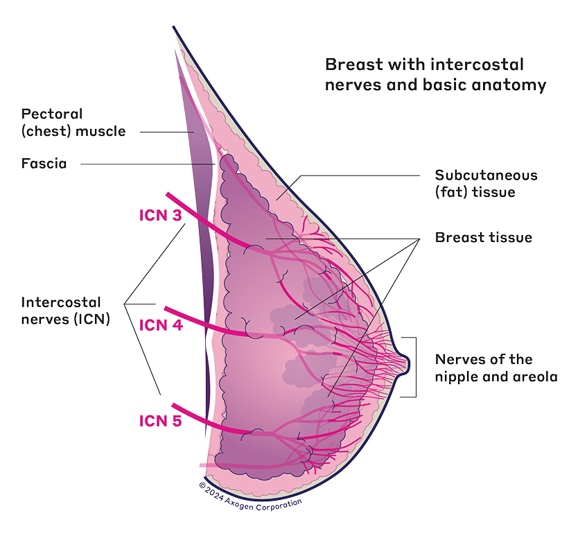 Breast with intercostal nerves and basic anatomy